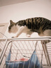 蔻丝【加粗方管】猫笼子超大号家用猫窝别墅带厕所一体室内屋宠物猫笼 超大三层 白【71*55*127】多开门 【玩乐款】猫抓板+窝+碗+超值款 实拍图