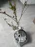 虹越（HONGYUE）蓝莓果苗盆栽苗 南方北方庭院阳台种植果树苗HN 【果大易养】“沃农”1加仑 实拍图