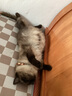 家有一宠猫咪项圈新年狗狗铃铛无声长命锁猫项圈红绳装饰宠物配饰兔子猫猫 实拍图