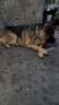 DidogPet狗项圈大型犬狗脖圈中型犬训练户外猛犬宠物项圈弹力绳狗绳牵引绳 棕色项圈 XL-建议体重65-100斤 实拍图