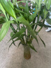 绿有意富贵竹水培植物转运竹花卉绿植室内盆栽绿水养带根鲜花发萝财 20棵】富贵竹75-85cm买10+10 不含盆 实拍图