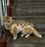 派乐特猫咪绝育服母猫手术衣服透气戒奶服断奶服公猫防舔术后宠物猫猫S 实拍图