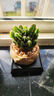 创享绿洲禅意莲花盆万重山仙人掌多肉植物花卉绿植盆栽阳台四季好养易活 万重山舍得盆+苔藓+方底座 实拍图