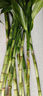 富贵竹水培植物盆栽绿植花卉室内花客厅招财水养转运竹节节高 富贵竹50-60厘米10颗（热卖款 不带花瓶 实拍图