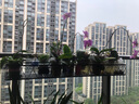 长万家花架置物架阳台铁艺悬挂栏杆花架多肉收纳花盆摆放绿萝装饰架 圆角120*25*12cm 实拍图