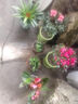 开时果 杜鹃花盆栽带花苞发货 四季开花鲜花卉绿植物盆景源头直发包邮 【带花苞发货】大号粉色杜鹃花+原生盆 实拍图