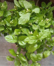 【雅之典】重瓣茉莉花盆栽室内观花植物四季好养带花苞开花不断绿植 茉莉花6年苗【仿陶盆】 好养活 实拍图