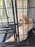 宠乐乖（CHONGLEGUAI）加粗方管狗笼子中型犬大型犬室内带厕所金毛拉布拉狗笼子110# 实拍图