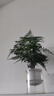 开时果 大文竹盆栽老桩精品植物 大棵文竹室内大型绿植盆景源头直发包邮 3年小文竹+早安水培盆/约15-25cm 实拍图