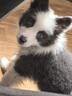 新宠之康 0乳糖宠物羊奶粉200g猫咪奶粉狗狗孕期新生幼犬猫奶粉 实拍图