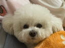 领先生骨肉狗主食罐狗罐头成犬幼犬全价狗粮营养湿粮375g*24罐 实拍图