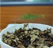 小花农儿童桌面微景观diy材料绿植物国风生态种植小盆栽种子生长观察盒 【文竹】种植套装一盒 幼儿园种植客厅书房摆件 实拍图