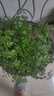 泰西丝小幸福树盆栽盆景室内桌面懒人好养绿植+繁星塑料吸水盆 源头直发 实拍图