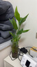 壹植水培天堂鸟盆栽花卉植物室内客厅绿植桌面鹤望兰吸甲醛四季好养活 水培天堂鸟3株+透明树脂火炬花瓶 不含盆 实拍图