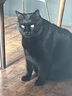 麻瓜猫静猫粮 缓解发情期症状 公母通用成猫粮500g防乱叫乱尿厌食焦躁 实拍图