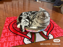 【京东物流】猫抓板磨爪猫窝一体耐磨不掉屑超大号猫玩具猫咪用品 圆形小号+猫薄荷 实拍图