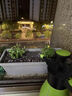 JUXBUSH花盆阳台长方形种菜盆种菜箱楼顶种植箱室内蔬菜塑料大花盆懒人 【1个】墨绿色 特大号【49*18*12.5cm】含托盘 实拍图