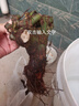 睿格达嫁接多色玫瑰花老桩玫瑰蔷薇老根四季开花月季花苗室内外盆栽大花 多色12号 买一颗送一颗发2颗 不含盆 实拍图