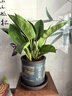 双盟金钻绿公主办公室绿植盆栽吸毒王吸甲醛大号3棵原盆1盆装源头直发 实拍图