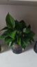 绿有意步步高观音竹富贵荷花竹水养土培盆栽室内桌摆植物吸甲醛水培植物 【净化组合】富贵竹+绿公主+绿萝 含盆 实拍图