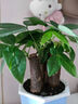 ⭐【包活】发财树盆栽鲜花绿植物办公室内吸甲醛绿萝文竹水培易养 三杆发财树+高档蓝色吸水盆 实拍图