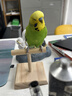 BIRDSTORY鹦鹉鸟用T站台多功能T形桌面训练鸟站架体重秤称重中小型鸟具用品 T型实木站杆 实拍图
