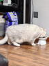 petofstory猫咪零食云杉排毛冻干大桶装110g  猫咪专用温和化毛鸡肉零食 实拍图