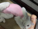 MIFLAME猫咪绝育服公猫母猫术后恢复防舔衣断奶戒奶服薄款防脱设计M码 粉红色 m码（6-12斤） 实拍图