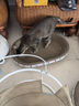 华元宠具（hoopet）猫抓板窝耐磨不掉屑猫爪板磨爪耐抓圆形猫爪盆保护沙发防猫抓大号 椭圆特大号猫抓板 实拍图