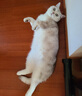 腆宠  宠物航空箱小号 猫咪航空箱猫狗 猫包猫笼外出车载猫箱狗狗托运 实拍图