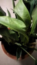大叶金钻绿叶子大型绿植室内外栽种四季好养四季常绿礼客厅绿植 大叶金钻小盆栽40-50厘米高度 1 盆3颗 不含盆 实拍图