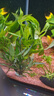 【京东物流】水草套餐 好养耐活真水草植物绿菊大叶绿九冠鱼缸 红绿搭配八杯水草（吸底杯）超值推荐 实拍图