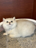 佳朔金渐层活体宠物猫咪幼猫纯种英短全程辅助养猫签订合同双重保障 宠物级 英短银渐层 实拍图