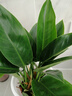 大叶金钻绿叶子大型绿植室内外栽种四季好养四季常绿礼客厅绿植 大叶金钻小盆栽30-40厘米高度 1 盆3颗 不含盆 实拍图