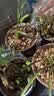 紫砂兰花盆特大君子惠兰花盆墨兰等各种兰花绿植陶瓷紫砂专用花盆 A款(兰)中号2个亏本促销 紫砂 x 中等 实拍图
