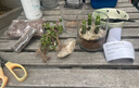 开时果 多肉植物仙人球仙人掌小盆栽桌面植物 肉肉组合办公室内绿植花卉 招财手+黄金沙营养土 实拍图