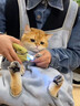 驭瑛撸猫围裙专用衣服抱猫服猫咪剪指甲固定包神器围兜防毛罩衣不粘毛 轻薄-撸猫围裙(带洞) 实拍图