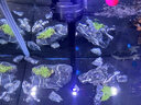 西龙中大鱼缸客厅家用落地懒人生态免换水带柜子一体自循环金鱼水族箱 120CM鱼缸+木地柜+造景 实拍图