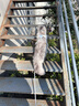 伸缩猫绳牵引绳项圈防挣脱猫咪外出溜遛猫绳链子兔宠物胸背带项圈 实拍图