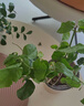 绿有意绿植盆栽多肉花卉盆栽植物室内桌面水培绿植办公室客厅植物懒人 茉莉花+虎刺梅+九里香+罗汉松 实拍图