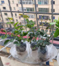 清韵伊人 月季花树苗爬藤当年开花月季花苗特大花盆栽地载庭院蔷薇 铃之妖精【不爬藤】 实拍图
