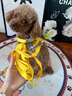 嬉皮狗摇摇乐狗狗牵引绳背心式小型犬宠物胸背狗链 L码 建议8-16斤 实拍图
