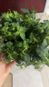 蝴蝶之舞 薄荷盆栽可食用留兰香柠檬薄荷叶可食用新鲜绿植四季常青植物 大盆薄荷(加仑盆) 含盆 实拍图