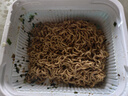 白象方便面整箱 大辣娇 拌乐多干拌面多口味速食面条 泡面 上海葱油风味114g*6碗 实拍图