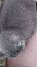喵先生猫包外出大号宠物包太空舱猫咪背包便携包猫狗双肩包猫包车载箱包 迷森绿 实拍图