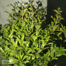 石榴花盆栽果树苗带果观赏可食用室内阳台四季开绿植盆景花卉旺宅 加仑盆+精品石榴花30-40cm高 含盆 实拍图