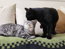 宠物托运服务全国上门猫咪空运狗狗飞机专车运输出国全球办理手续 实拍图