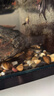 黄金蚬小河蚌溪蚬河蚬活体淡水冷水生宠物小型水族除藻观赏螺 黄金蚬15只+5备损 晒单实拍图