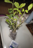茉莉花苗盆栽带花苞九里香老桩花卉植物室内浓香四季开花好养 中份茉莉花【3-5颗】花苞一般 实拍图