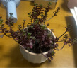 多肉组合盆栽阳台盆栽喜阳植物新手福利按图发货品种花卉好养 大小球玫瑰 30-40头 塑料盆栽好 实拍图